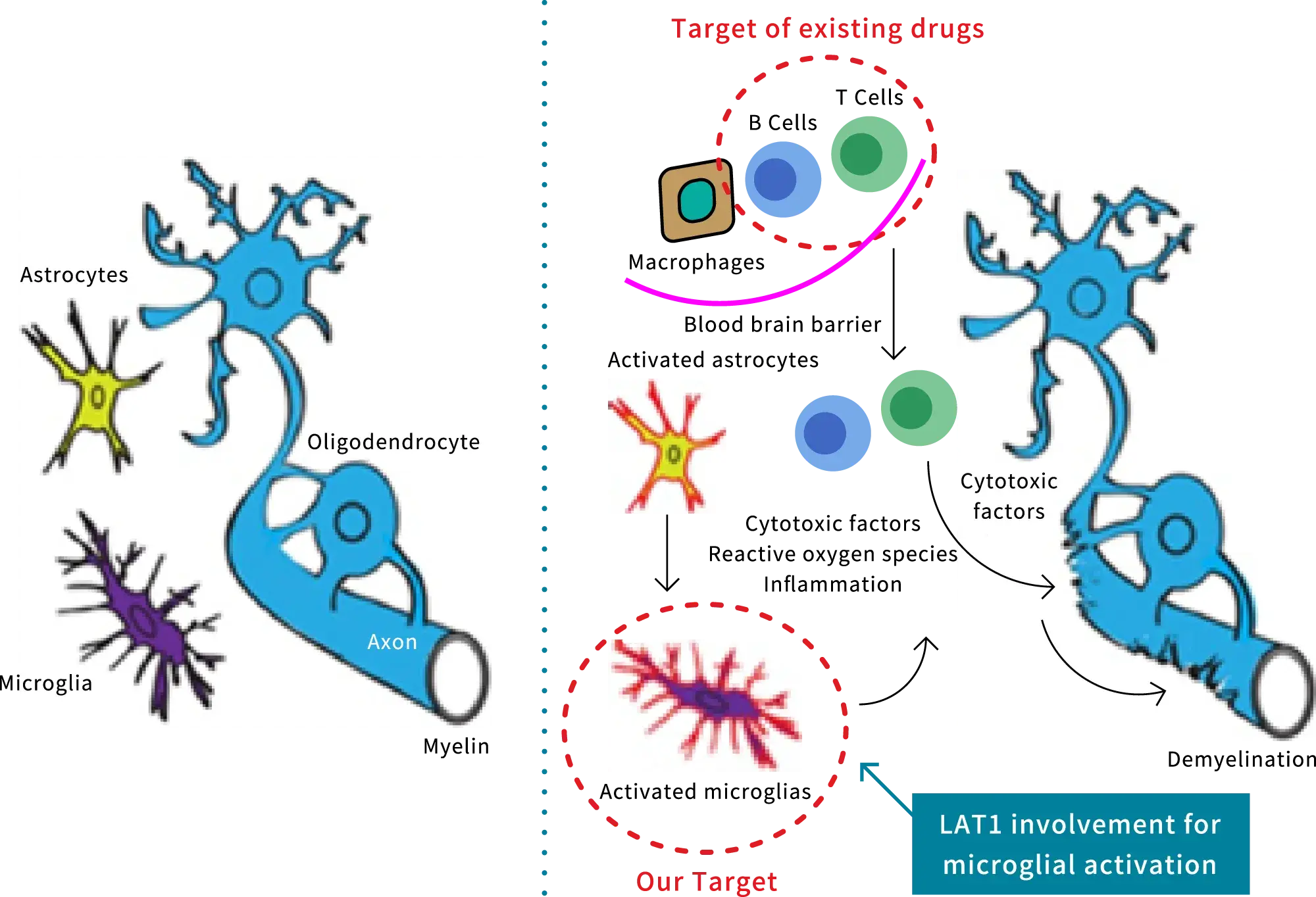 Basic mechanism of MS development and drug targets