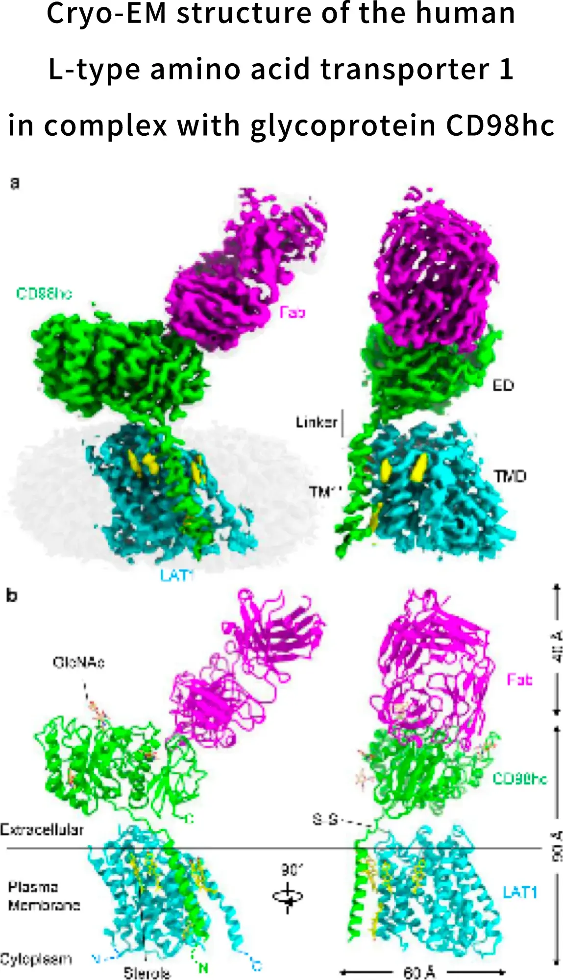 Cryo-EM structure of the human L-type amino acid transporter 1 in complex with glycoprotein CD98hc